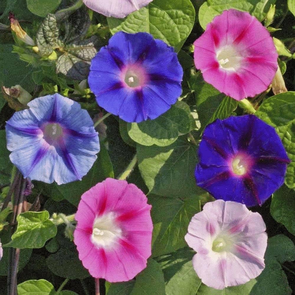 Morning glory flowers grown from climbing petunia seeds with vibrant, funnel-shaped blooms